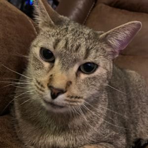 Meet your Posher, Shannon